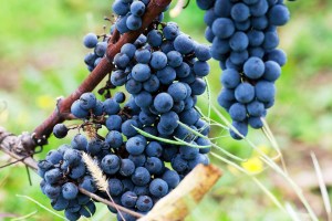 Blaufrankisch-Explainer-FT-BLOG0525-73ba384d6b9249a3bbcc009a8524cb00